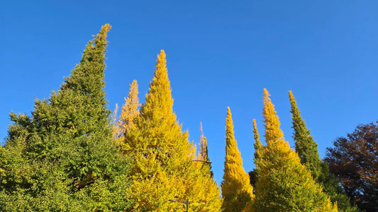 クリーンアップ活動　２